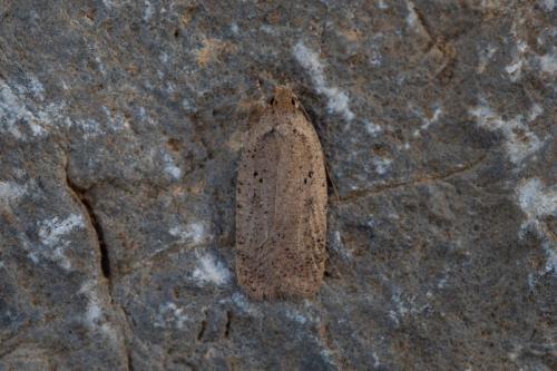 Agonopterix sp.